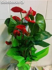 Anthurium rojo natural, en maceta decorativa, planta natural a domicilio…