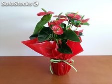 Anthurium Rojo, planta natural a domicilio
