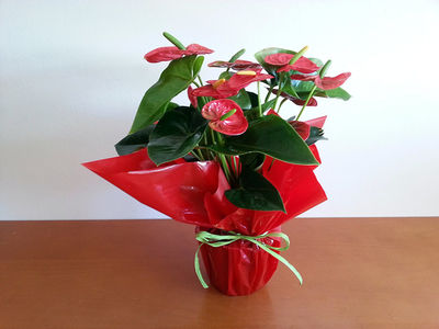 Anthurium Rojo, planta natural a domicilio