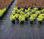 Anti-UV Resistance Agricultural PP Woven Weeding Mat Landscape Fabrics - Foto 3