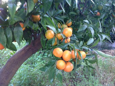 Arance e mandarini calebresi