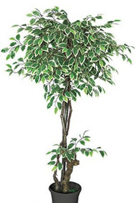 Árbol de Ficus Benjamina Natural