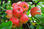 arboles frutales de ornato y reforestacion - 1