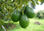 arboles frutales de ornato y reforestacion - Foto 2