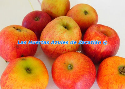 Arboles plantas de manzanos VIvero Frutas