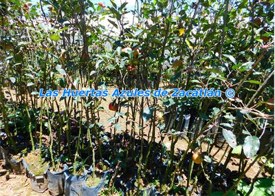 Arboles plantas de manzanos VIvero Frutas - Foto 3
