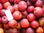 Arboles plantas de manzanos VIvero Frutas - Foto 5