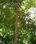 Árvores brasileiras - viveiro de mudas nativas - Foto 3