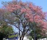 Árvores brasileiras - viveiro de mudas nativas