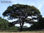 Árvores brasileiras - viveiro de mudas nativas - Foto 2