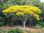 Árvores brasileiras - viveiro de mudas nativas - Foto 4