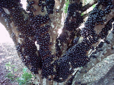 árvores Frutíferas