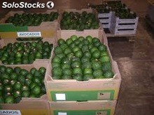 avocat frais à vendre