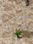 azulejo imitacion piedra para fachada y pared 34x50 - 1