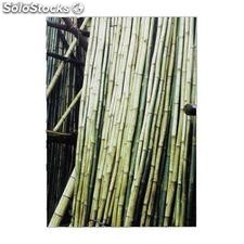 Bambou naturel L=4m Dia.6/8cm