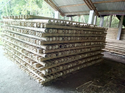 Bambu Guadua - Foto 4