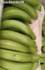 Banane cavendish extra premium équateur 20CM