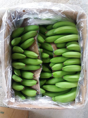 Banano Cavendish Valery - Foto 3