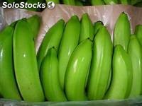 banano cavendish verdes frescas