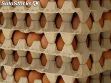 bianco di qualità premium e uova di gallina marrone