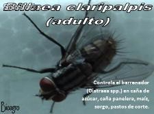 Billaea (Paratheresia) claripalpis