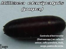Billaea (Paratheresia) claripalpis - Foto 2