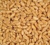 blé de première qualité en vrac / Meilleur grain de blé / Blé à vendre