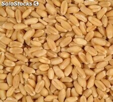 blé de première qualité en vrac / Meilleur grain de blé / Blé à vendre