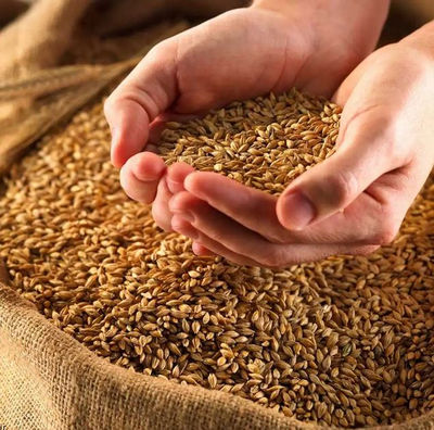 blé de première qualité en vrac / Meilleur grain de blé / Blé à vendre - Photo 3