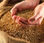 blé de première qualité en vrac / Meilleur grain de blé / Blé à vendre - Photo 3
