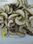 borowik mrożony - Zdjęcie 2