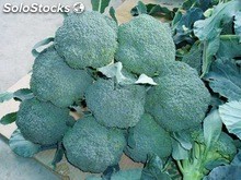 brócoli fresco