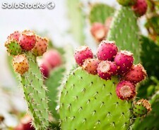 Bulk prickly pear seed oil