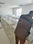 Bureau bench marguerite open space مكتب معدد المقاعد - 1