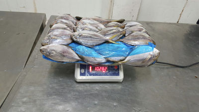 Butterfish whole size 80/100