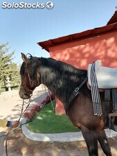 Caballo de raza azteca