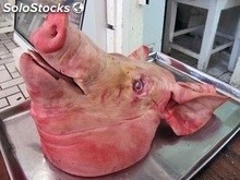 Cabeza de cerdo congelada / órganos de cerdo congeladas / cerdo Cuello congelado