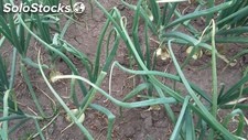 Cabolla cabezona regada con agua limpia