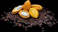 Cacao