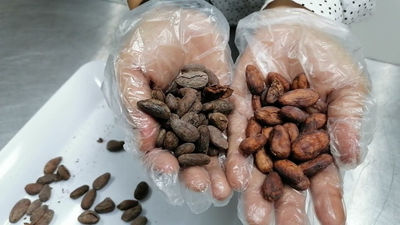 Cacao en grano tostado