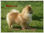 Cachorro Pomerania Blanco Von Dogers thomas - Foto 2