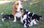 Cachorros Basset Hound - 1