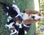 Cachorros Basset Hound - Foto 2