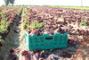 Cajas de plástico para agricultura