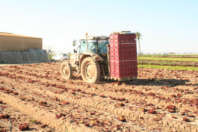 Cajas de plástico para agricultura - Foto 2