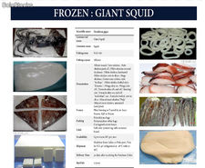 calamar gigante fresco congelado
