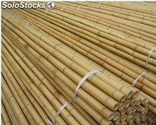 caña de bambú seca