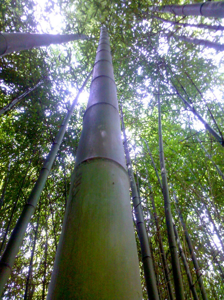 Canne di bambù, bamboo diametri dai 1 ai 10 cm vendesi.