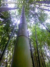 Canne di bambù, bamboo diametri dai 1 ai 10 cm vendesi.