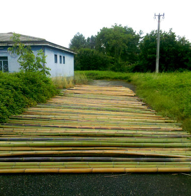 Canne di bambù, bamboo diametri dai 1 ai 10 cm vendesi. - Foto 3